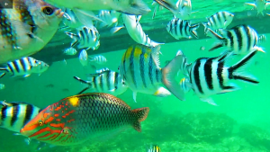 PARCO MARINO – SAFARI BLU