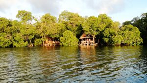 MIDA CREEK DABASO – CANOA E APERITIVO SULLE MANGROVIE