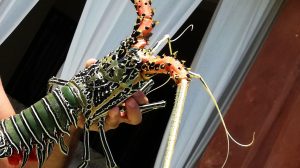 PER CHI AMA MANGIARE IL PESCE